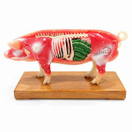 Pig Acupuncture Model